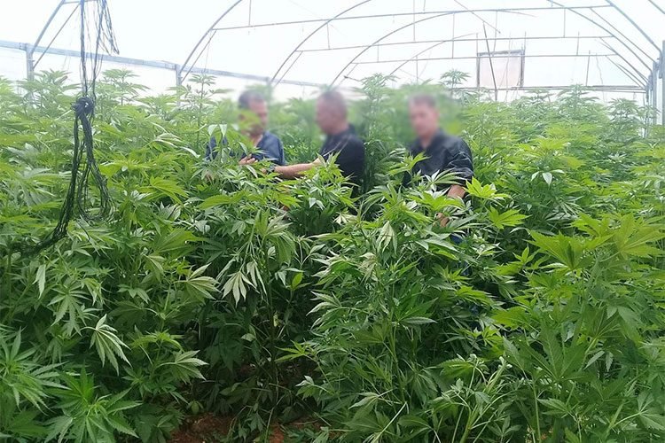 20 سنة سجن لشابين اتهما بزراعة نبات القنب الهندي