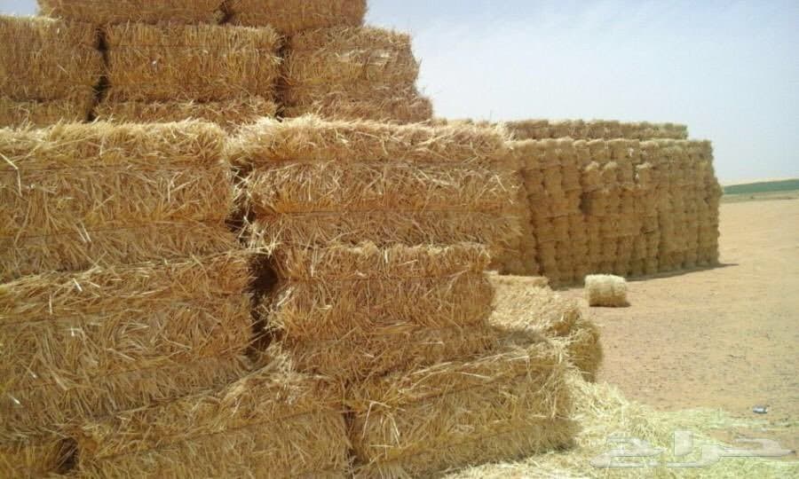 وزارة الفلاحة تعلن عن إجراءات جديدة لمواجهة ارتفاع أسعار الأعلاف