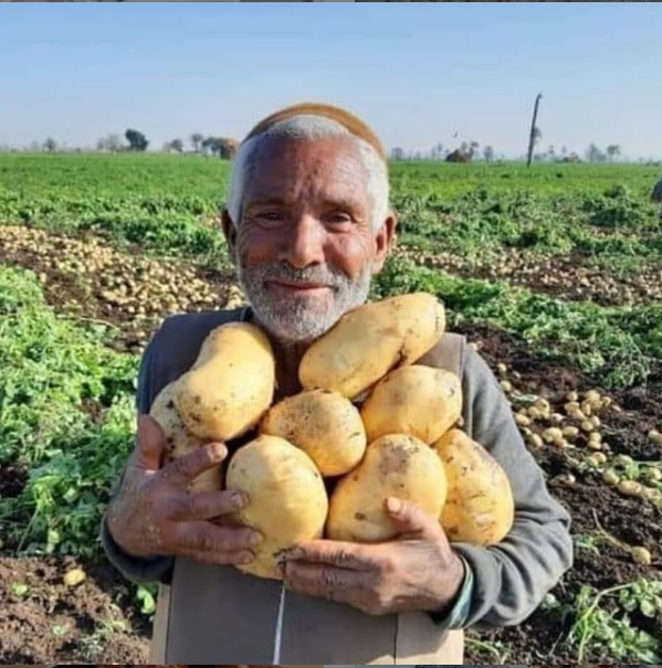 الجزائر الأولى عربيا وافريقيا في انتاج البطاطا