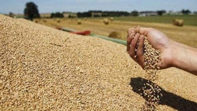 دعوة الفلاحين للاعتماد على بذور محاصيلهم الخاصة