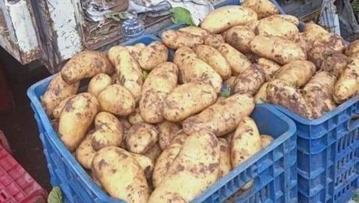 وزارة الفلاحة : تراجع سعر البطاطا في أسواق الجملة ب40 دينار