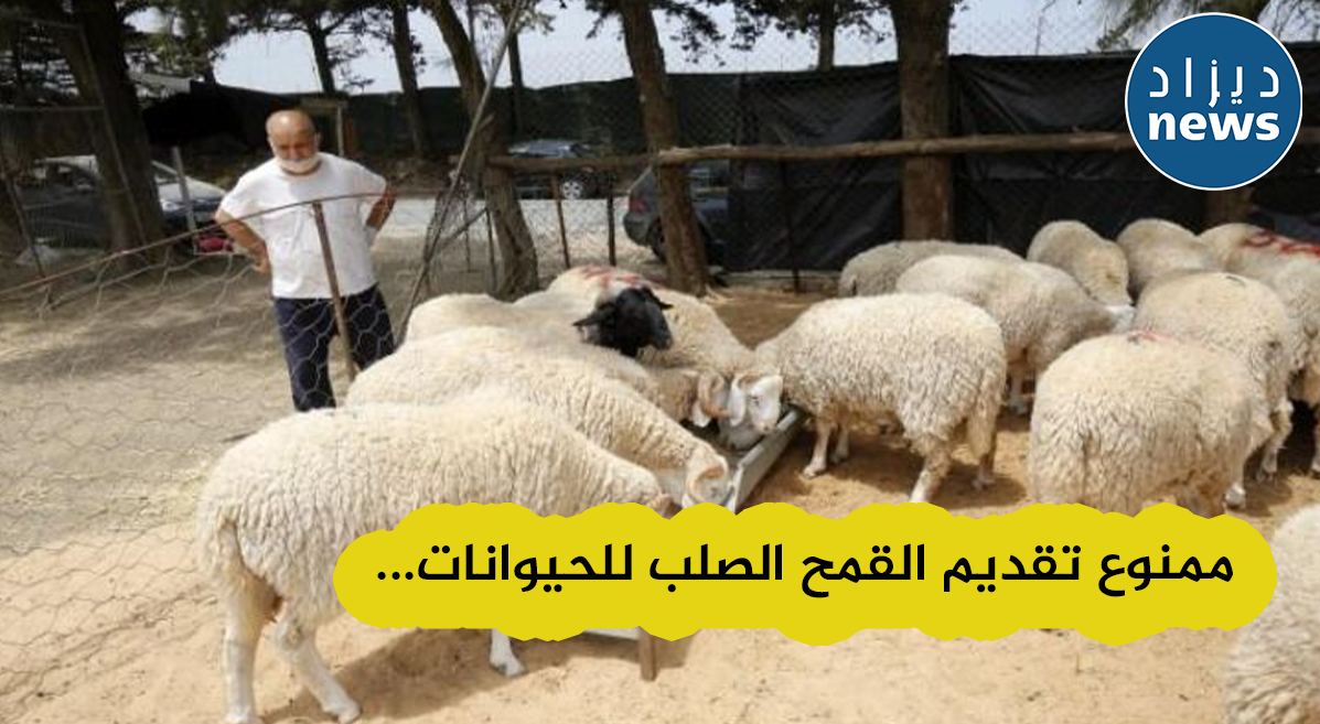 وزارة الفلاحة تحذر من تقديم القمح الصلب الموجه للإستهلاك للحيوانات