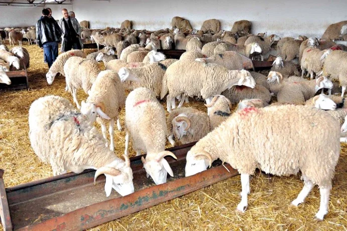 وزارة الفلاحة:أسعار مواد تغذية الأنعام ليست مرتفعة حتى أنها مستقرة بشكل كبير