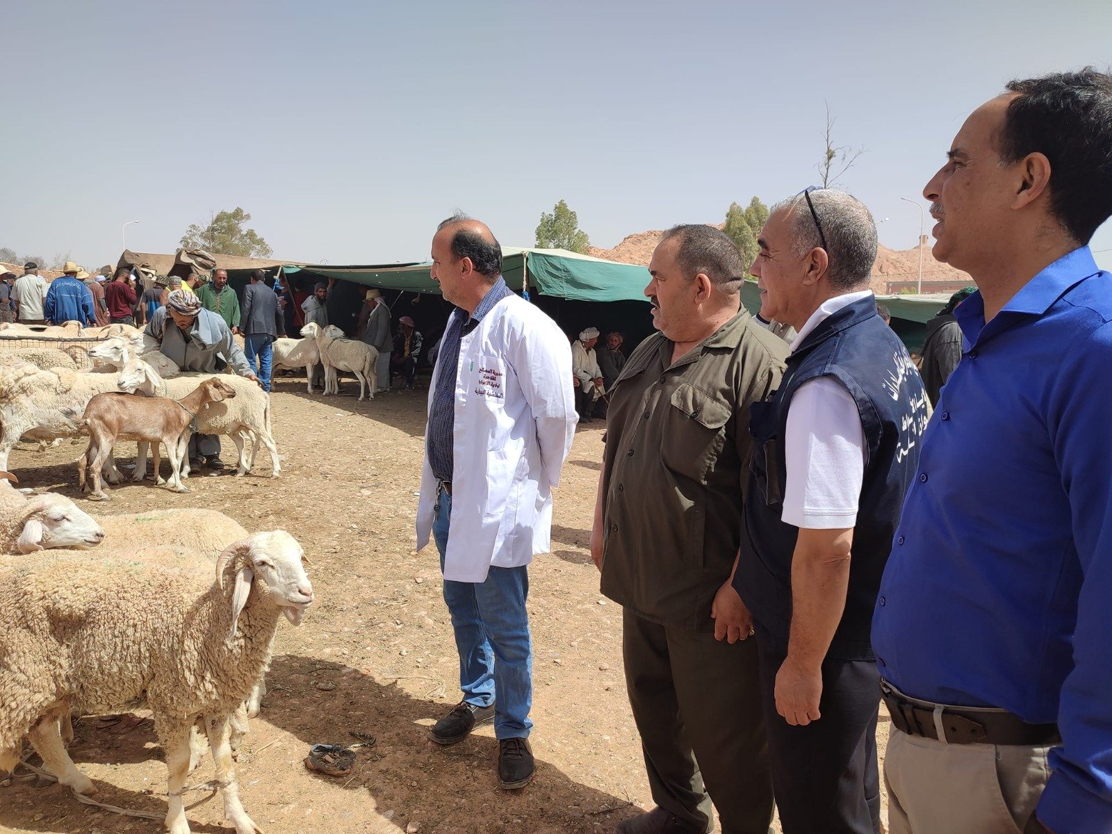 تخصيص 1225 نقطة بيع للمواشي على مستوى كافة ولايات الوطن تحسبا لعيد الأضحى