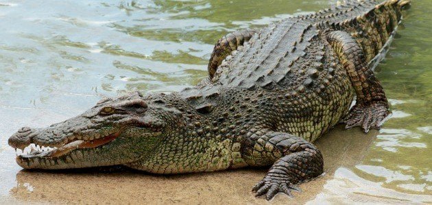 في حالة فريدة من نوعها .. توثيق فيديو لتمساح يتجول في أحد شوارع السعودية !!