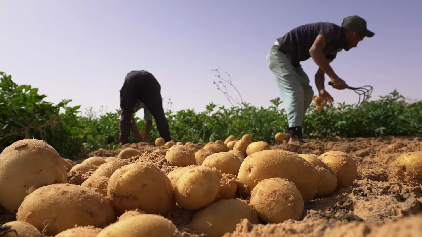 ديلمي: من الممكن تحقيق الإكتفاء الذاتي في المنتجات الزراعية في سنتين لو تتوفر جميع شروط الإنتاج