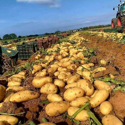 إنتاج 478ألف قنطار من بطاطس آخر الموسم بمستغانم